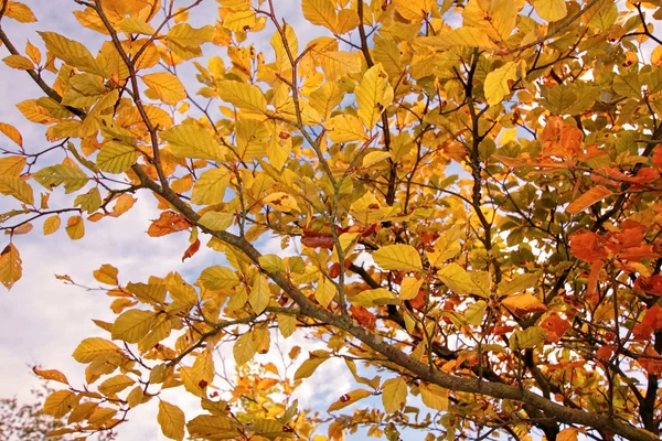 Красива осінь в Шотландії — стокове фото
