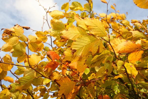 Krásný podzim ve Skotsku — Stock fotografie