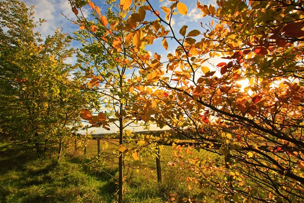 Bellissimo autunno in Scozia — Foto Stock