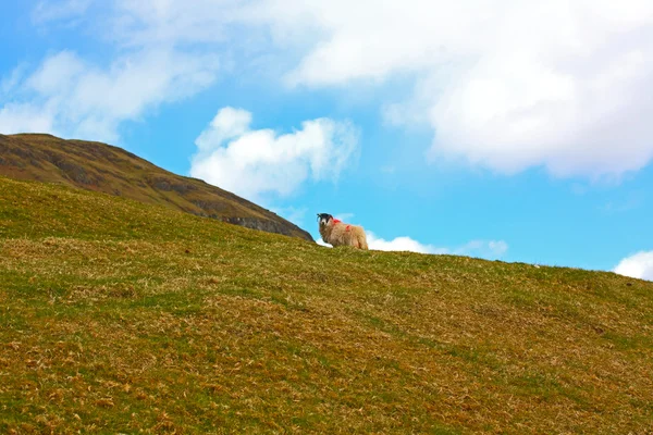 Paisagem escocesa com uma ovelha — Fotografia de Stock