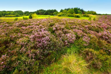 Fields of heather clipart