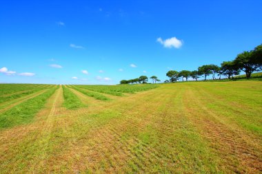 haymaking sotland içinde