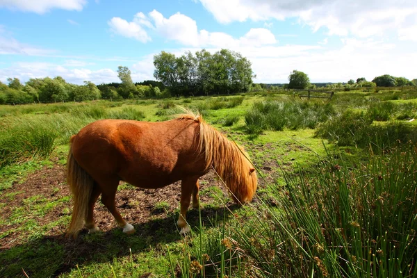 Молодий поні їсть траву — стокове фото