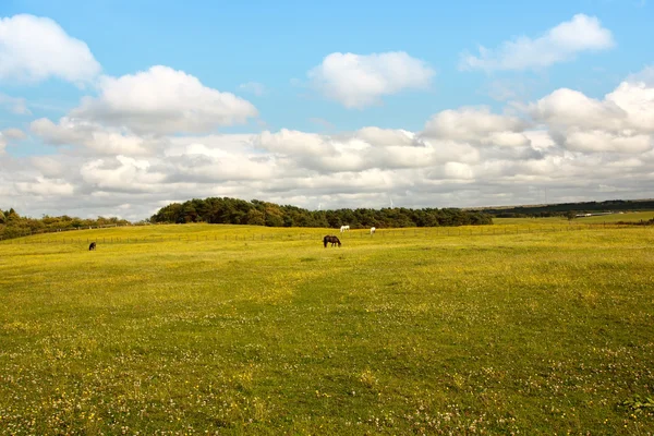 Красивый пейзаж с лошадьми, Шотландия — стоковое фото