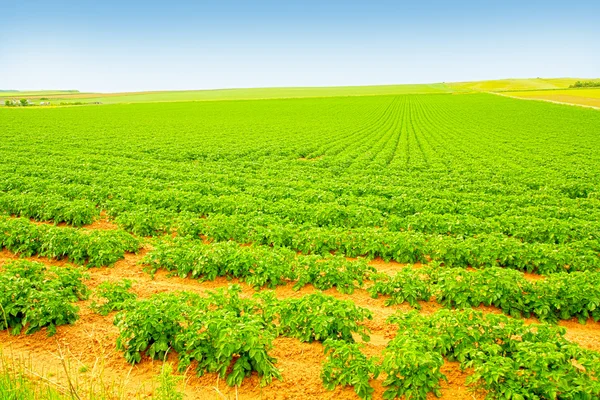 A mező a burgonya termesztése — Stock Fotó