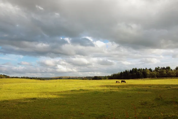 Шотландский пейзаж с лошадьми — стоковое фото