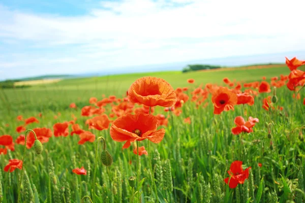 Summer poppies in the fields — Stock Photo, Image
