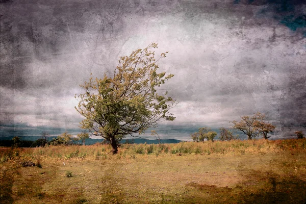 Одинокое дерево против белых облаков — стоковое фото