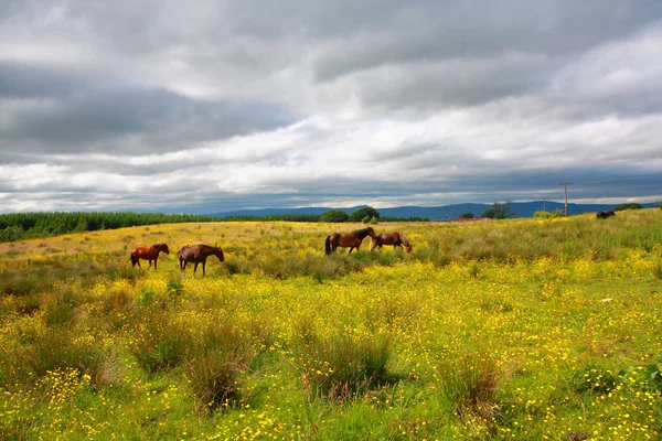 Krásné koně zblízka — Stock fotografie