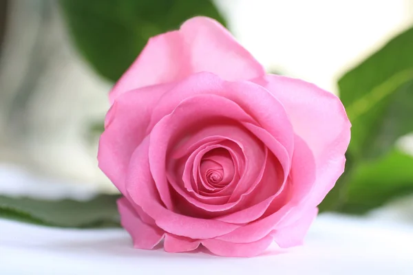 Όμορφο ροζ τριαντάφυλλο από κοντά — Φωτογραφία Αρχείου