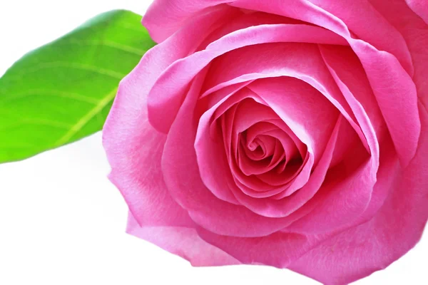 Gyönyörű rózsaszín rózsa közelről — Stock Fotó