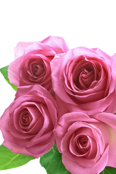 Krásná růžová růže zblízka — Stock fotografie