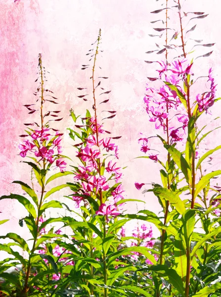 사나운 보라색 꽃 — 스톡 사진