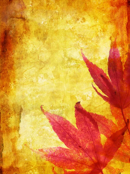 Hermoso fondo de otoño con hojas de arce — Foto de Stock