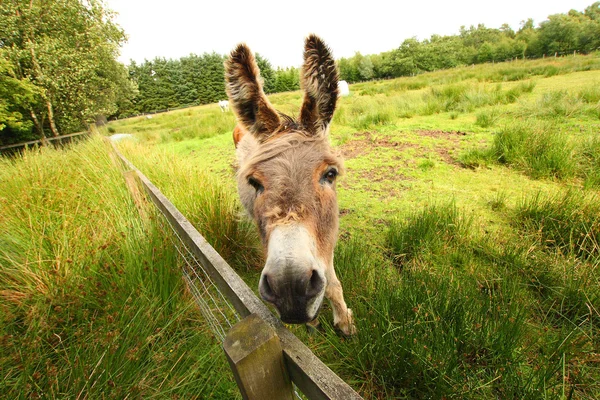Donkey in the park — Stock Photo, Image