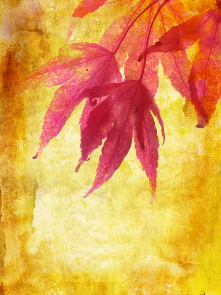 Schöne Herbst Hintergrund mit Ahornblättern — Stockfoto