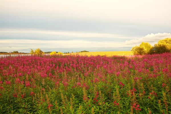 Hermosa pradera de flores silvestres — Foto de Stock