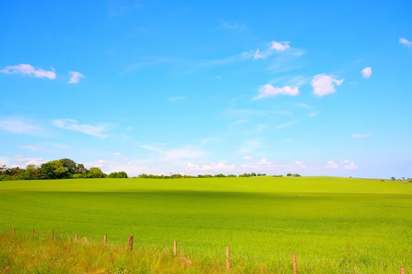 Krásná krajina s pěstováním pšenice — Stock fotografie