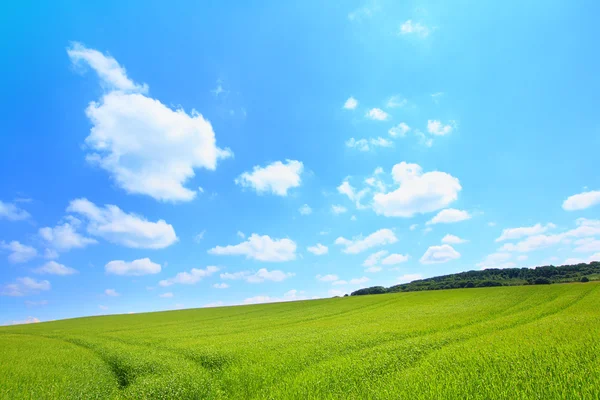 Wunderschöne Landschaft mit wachsendem Weizen — Stockfoto