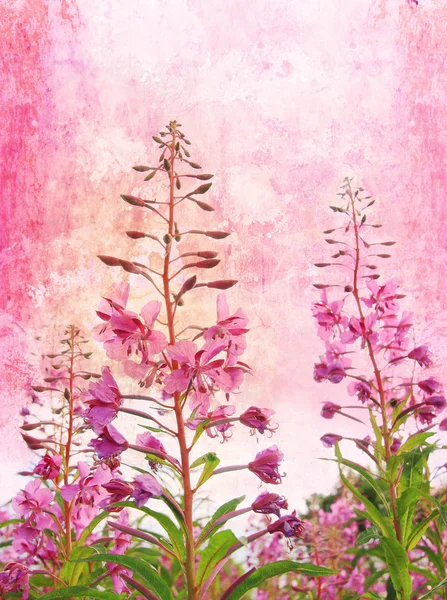 Grunge background with wildflowers — Stock Photo, Image