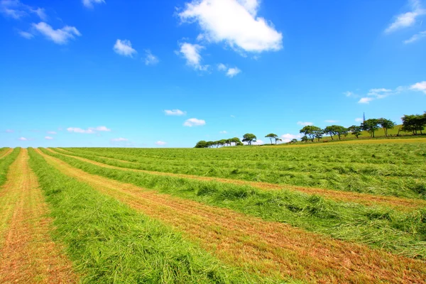 Haymaking em Sotland — Fotografia de Stock