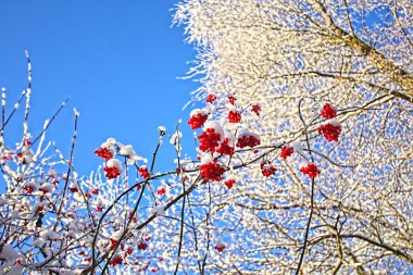 Winter, trees and berries clipart