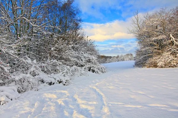 Vinter, trær og bær – stockfoto