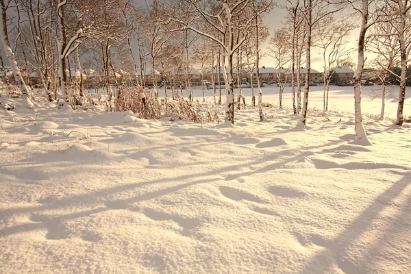 Mooie bomen bedekt met sneeuw — Stockfoto
