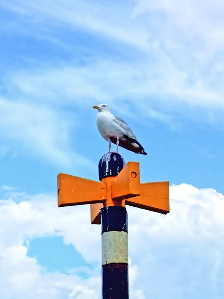 stock image Seagull in Summer