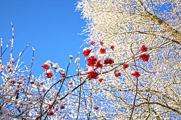 Зима, деревья и ягоды — стоковое фото