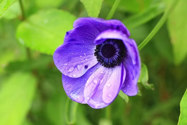 Anémona azul y gotas de lluvia — Foto de Stock