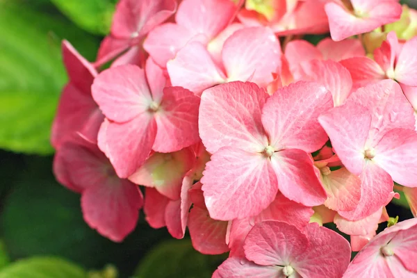 Lovely pink hortensia close up — Stock Photo, Image