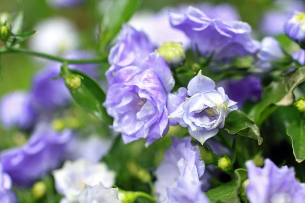 Flores azuis bonitas — Fotografia de Stock