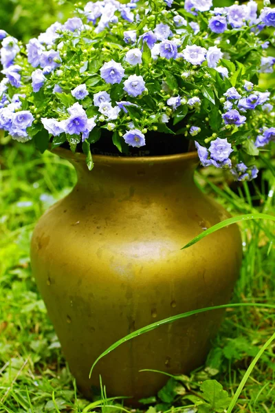 Pretty blue flowers in the golden vase — Stock Photo, Image