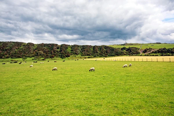 Sheep in the fields — Stock Photo, Image