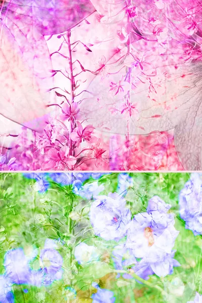 아름다운 꽃 배경 — 스톡 사진