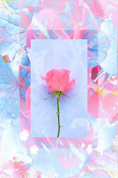 Fundo bonito com uma rosa rosa — Fotografia de Stock