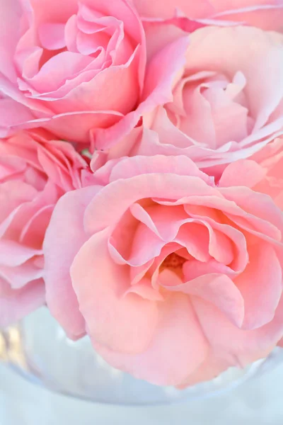Прекрасные розовые розы вблизи — стоковое фото