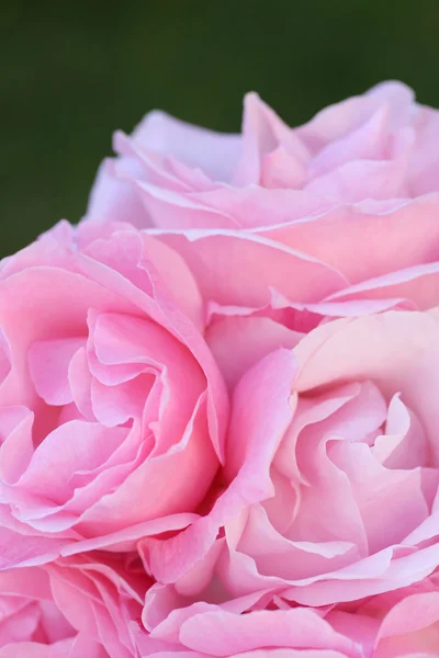 Ροζ τριαντάφυλλα κήπων από κοντά — Φωτογραφία Αρχείου
