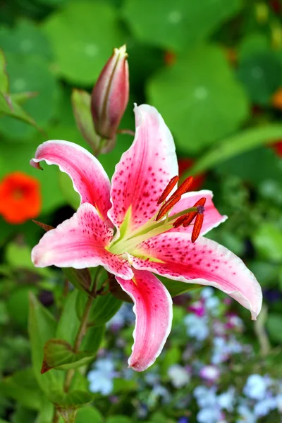 Pink garden roses close up — Stock Photo, Image