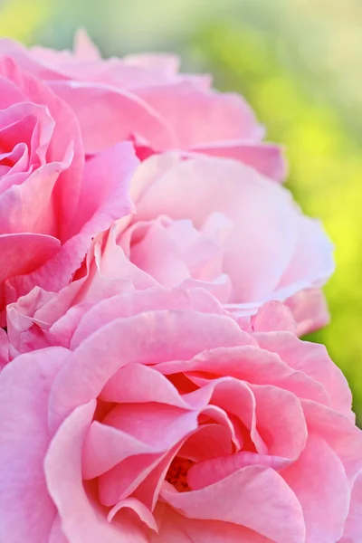 Rosarote Gartenrosen aus nächster Nähe — Stockfoto