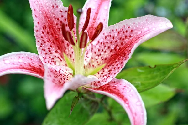 Pink garden Lily close up — Stock Photo, Image