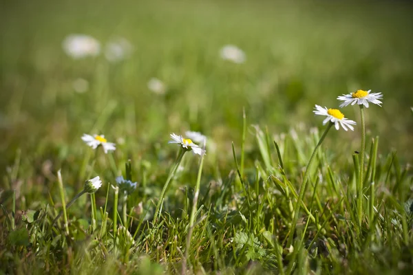 Green grass and daisy — Stock Photo, Image