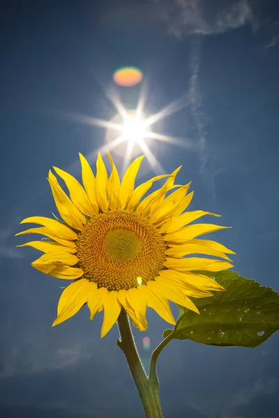 Zonnebloem, gevoel van de zomertijd — Stockfoto