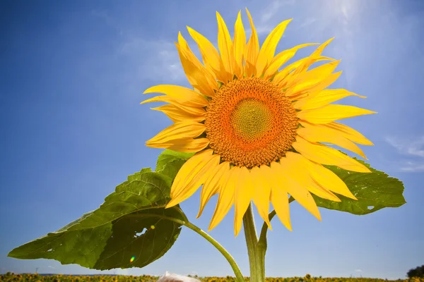 Slunečnice, pocit letního času — Stock fotografie