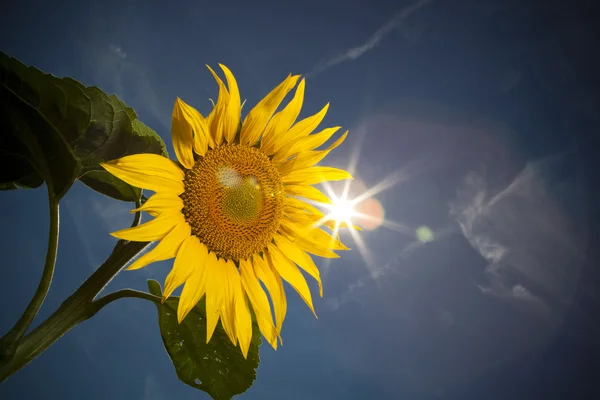 Sonnenblume, Gefühl von Sommerzeit — Stockfoto