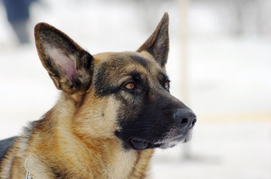 Alman çoban köpeği