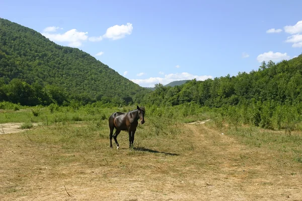 Stock image Caucasus Mountains