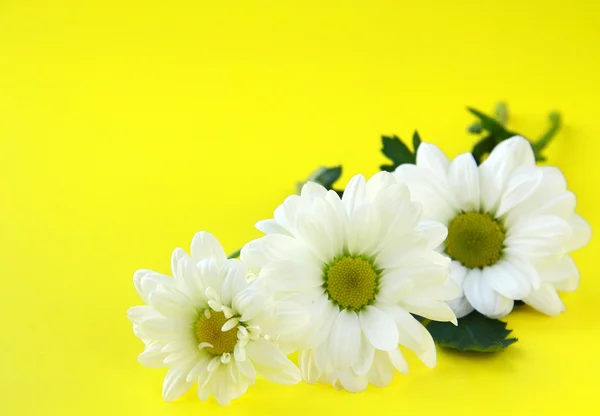 Flores de margarita blanca sobre un fondo amarillo brillante — Foto de Stock