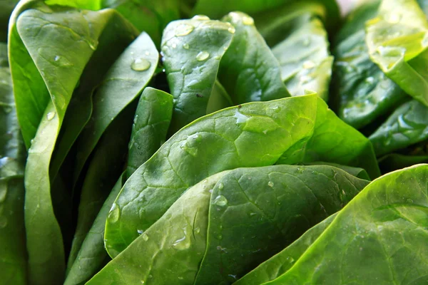 Green fresh spinach — Stock Photo, Image